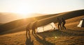 Group of friends setting up a tent on a grassy hill at sunset with golden sun rays camping Royalty Free Stock Photo