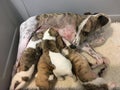 Group of four puppies of whippets purebre dogs and the mother