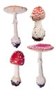 Group of four red fly agaric mushrooms on white