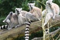 A group of four Ringed-tail Lemurs perched on top of a tree branches