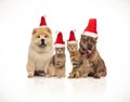 Group of four santa cats and dogs of different breeds Royalty Free Stock Photo