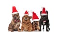 Group of four santa dogs standing and sitting