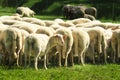 A group of four sheeps with white wool standing in a green meadow and grazing Royalty Free Stock Photo