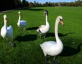 Group Of Four Swans Royalty Free Stock Photo