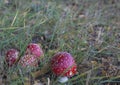 A group of four toadstools in the grass