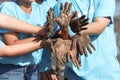 Group of four volunteer in blue t-shirt showing join hands covered mud dirty after planting sapling tree in deep mud at mangrove Royalty Free Stock Photo