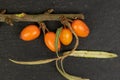 Sea buckthorn berry on grey stone