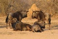 Group of wildebeests, called gnus, South Africa