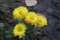 Group of 4 yellow Chrysanthemums in mid October Royalty Free Stock Photo