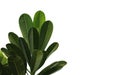 Group of frangipani green leaves freshness on isolated background