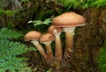 Group of Freckled Dapperling mushrooms