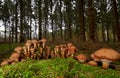 Group of Freckled Dapperling mushrooms