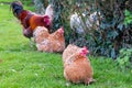 Group of free range hens and one rooster seen in a private backyard. Royalty Free Stock Photo