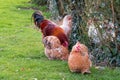 Group of free range hens and one rooster seen in a private backyard. Royalty Free Stock Photo