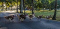 Group of free walking turkey birds and crossing a road