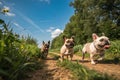 Group of French bulldogs in nature - generated by ai Royalty Free Stock Photo
