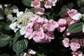 A group of French, Lacecap Hydrangea plants with pink flowers and buds, and white flowers and buds Royalty Free Stock Photo