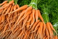 Group of fresh baby carrots I Royalty Free Stock Photo