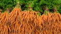 Group of fresh baby carrots I Royalty Free Stock Photo
