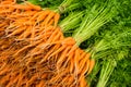 Group of fresh baby carrots I Royalty Free Stock Photo