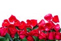 Group of fresh and beautiful dark red rose flower on white background Royalty Free Stock Photo