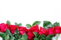 Group of fresh and beautiful dark red rose flower on white background Royalty Free Stock Photo