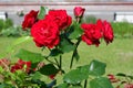 Group of fresh red or scarlet roses on a rose bush close up view