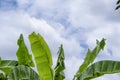 Group of fresh big banana tree green leaves color. Isolated on blue sky white cloud background Royalty Free Stock Photo