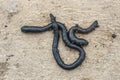 A group of fresh black worms on a light wooden background. Bait for fishing. Swamp worm Royalty Free Stock Photo