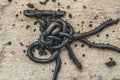 A group of fresh black worms on a light wooden background. Bait for fishing. Swamp worm Royalty Free Stock Photo