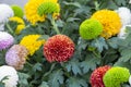 group of fresh calendula red yellow green flower buds and blooming with green leaves in botany garden natural park Royalty Free Stock Photo