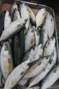 Group of fresh catched sardine fish on a street market