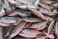 Group of fresh catched Tuna fish on a street market