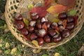 Group of fresh chestnuts on shallow wicker basket with dry colorful autumn leaves in green grass, nuts one by one on basket Royalty Free Stock Photo