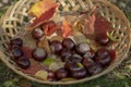 Group of fresh chestnuts on shallow wicker basket with dry colorful autumn leaves in green grass, nuts one by one on basket Royalty Free Stock Photo