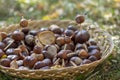 Group of fresh chestnuts on shallow wicker basket with dry colorful autumn leaves in green grass, nuts one by one on basket Royalty Free Stock Photo