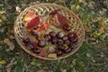 Group of fresh chestnuts on shallow wicker basket with dry colorful autumn leaves in green grass, nuts one by one on basket Royalty Free Stock Photo