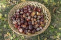 Group of fresh chestnuts on shallow wicker basket with dry colorful autumn leaves in green grass, nuts one by one on basket Royalty Free Stock Photo