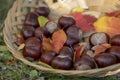 Group of fresh chestnuts on shallow wicker basket with dry colorful autumn leaves in green grass, nuts one by one on basket Royalty Free Stock Photo