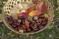 Group of fresh chestnuts on shallow wicker basket with dry colorful autumn leaves in green grass, nuts one by one on basket Royalty Free Stock Photo