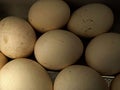 Group of fresh Chicken eggs in a refrigerator tray Royalty Free Stock Photo