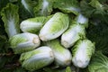 Group of fresh chinese cabbage in Organic farm.