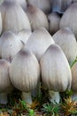 Group of fresh common ink cap mushrooms