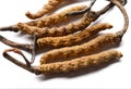 Group of fresh cordyceps sinensis. Isolated on white background Royalty Free Stock Photo