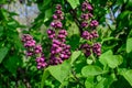 Group of fresh delicate small purple flowers of Syringa vulgaris (lilac or common lilac)