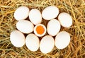 Group of fresh duck eggs