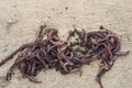 A group of fresh earthworms on a light wooden background.Bait for fishing Royalty Free Stock Photo