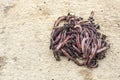 A group of fresh earthworms on a light wooden background.Bait for fishing.Copy space Royalty Free Stock Photo
