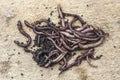 A group of fresh earthworms on a light wooden background.Bait for fishing