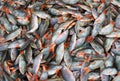 Group of fresh fish blue Botha in market : Closeup